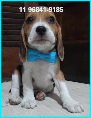 Beagle 13 polegadas a pronta entrega, compre com segurança, leia o anúncio - Foto 2