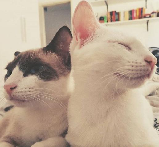 Casal de Gatos para adoção responsável - Foto 4
