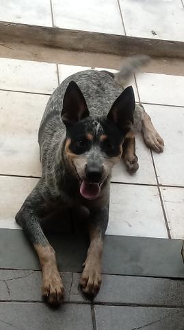 Vendo filhotes de blue heeler - Foto 3