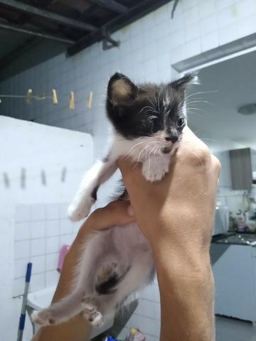 Gato macho 1 mês para adoção responsável - Foto 4