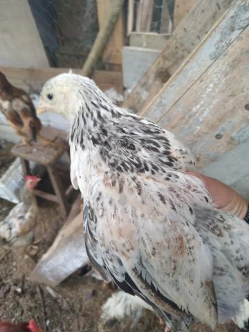 Pintinho Brahma Dark - Foto 3