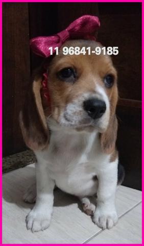 Beagle lindos exemplares a sua espera, fotos originais somos referência no mercado - Foto 2