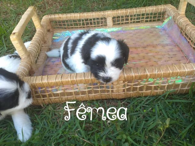 Filhotes de Lhasa Apso - Foto 3