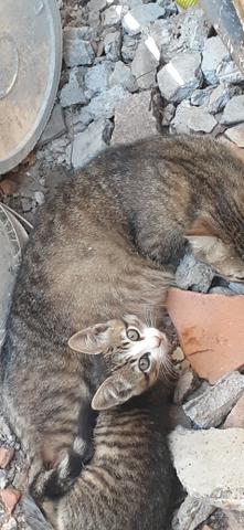 Adoção de gatinhos - Foto 6