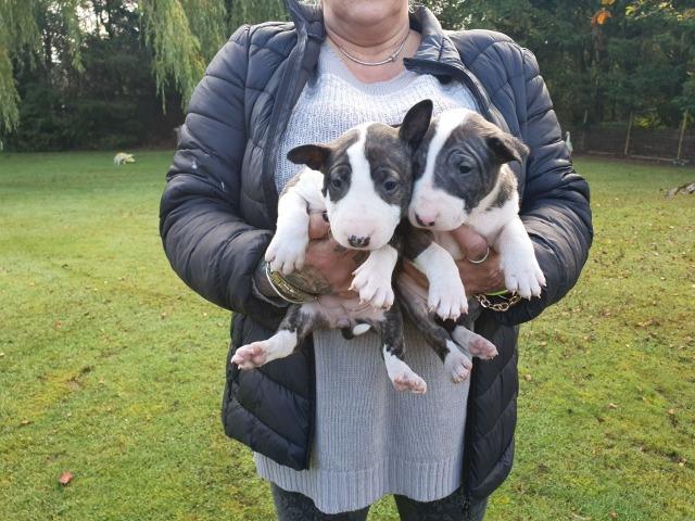Bull Terrier Inglês pirata/fulvo/tricolor/white e black brindle, machos e fêmeas! - Foto 2