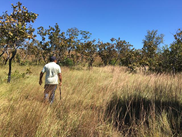 Fazenda Pedro Afonso-TO - Foto 3