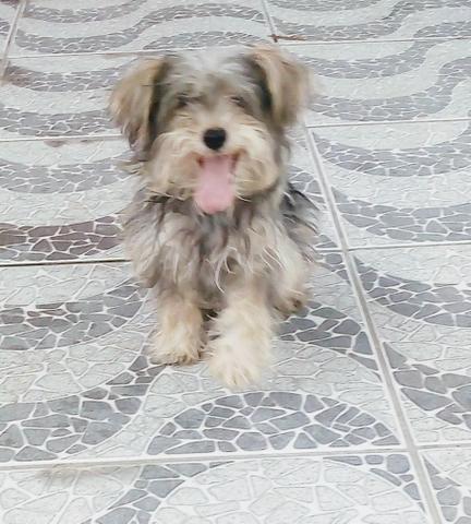 Cadela ( Raça =, schnauzer ) - Foto 3