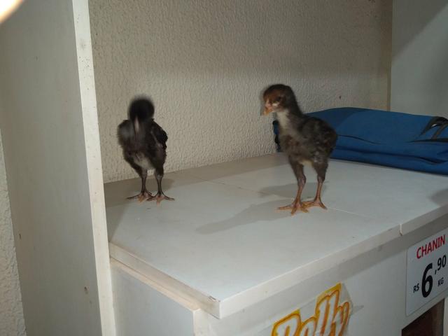 Pintinhos caipira - Foto 2