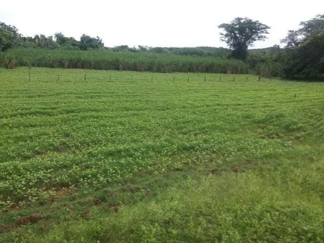 Jequitiba!! Linda fazenda de 33,4 ha WhtsAPP * Guilherme - Foto 8