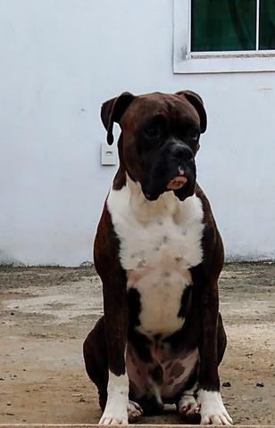 Boxer ( Cobertura)