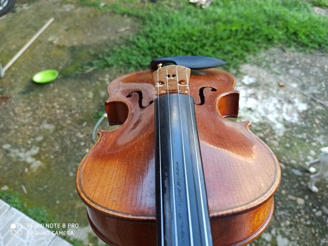 Violino europeu - Foto 3