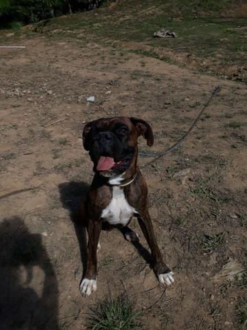 Procuro Boxer - Foto 2