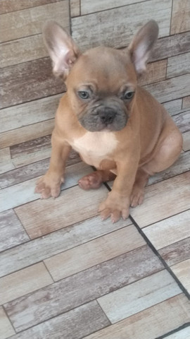 Buldogue francês - Foto 3