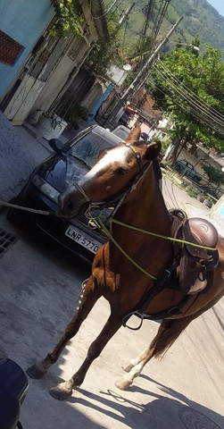 ÉGUA CASTANHA PERTO DE PARIR - Foto 2