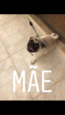 Filhotes de pug - Pura genética - Foto 5