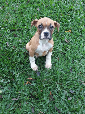 Vendo casal de boxer
