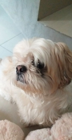 PROCURO UMA NAMORADA RAÇA ILHASA APSO!!!