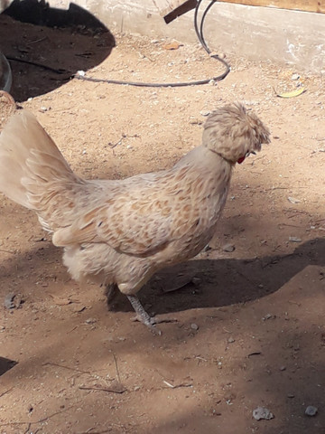 Vendo pintos de galinha polonesa - Foto 5
