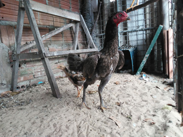 Vendo frago e galinhas - Foto 2