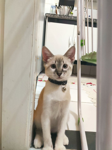 Gato siamês macho doação