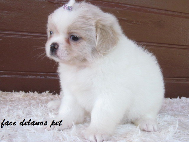 Spaniel tibetanos bebes delanos pet pronta entrega procedência unica ! - Foto 5