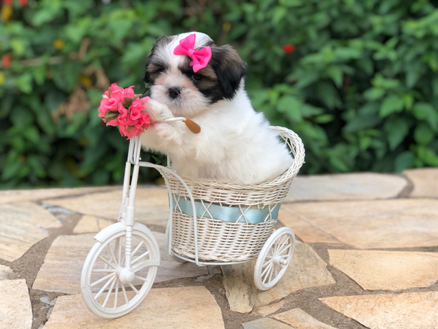 Fêmea de Shih Tzu Mini alto Padrão - Foto 2
