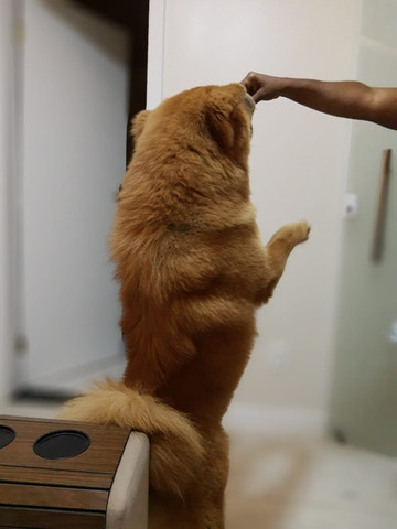 Chow Chow Macho/ Cruzar - Foto 6