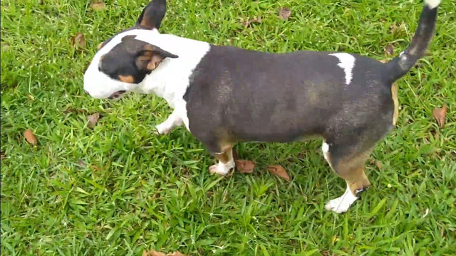 Casal de Bull terrier inglês diferenciados - Foto 5