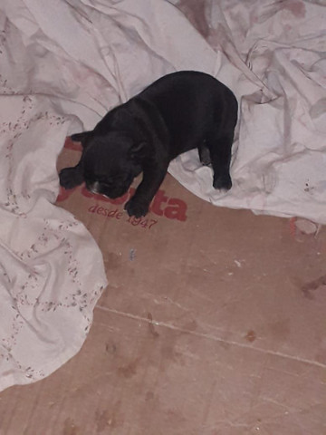 Bulldog Francês - Foto 6