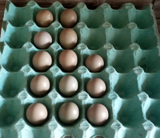 Ovos galados galinha leucisticas 13 ovos