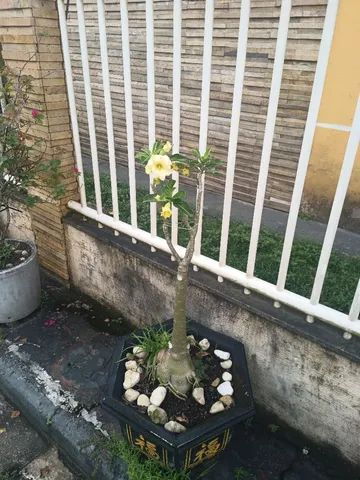 Vendo rosa do deserto  - Foto 4