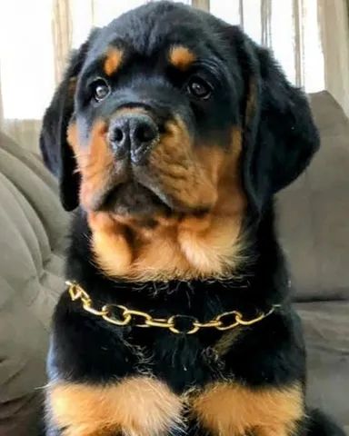  Filhotes de rottweiler registro CBKC 