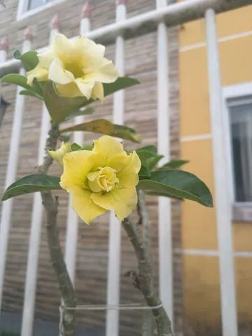 Vendo rosa do deserto  - Foto 6