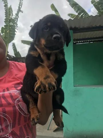 Vendo filhote de rottweiler - Foto 2