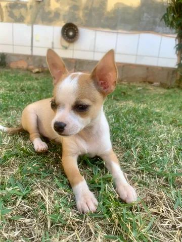 Chihuahua femea 