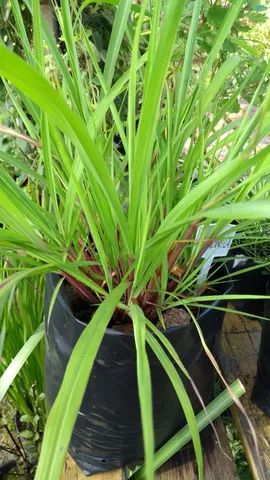 MUDAS DE CITRONELA  - Foto 3