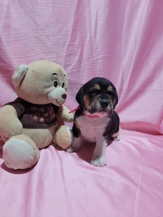 Beagle, Macho e Fêmea. Entrego/Parcelo 12x, Chama no whats!  - Foto 4