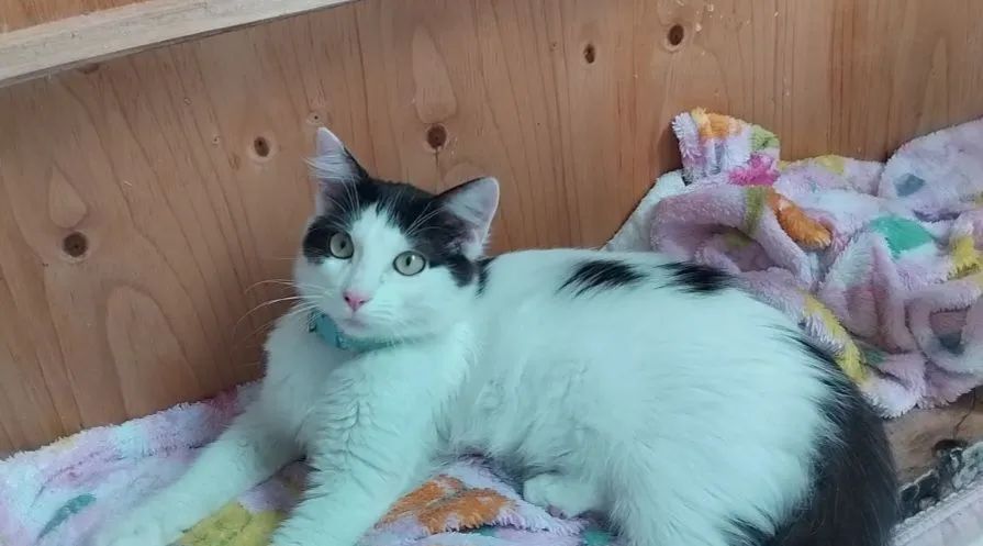 Gatinho peludinho adoção Responsável - Foto 2