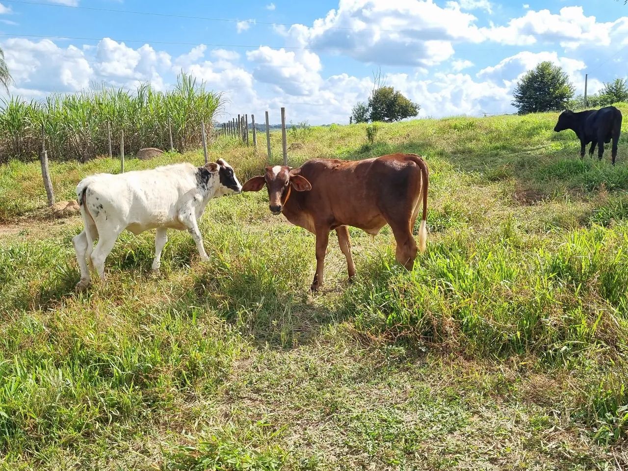 Vendo gado - Foto 6