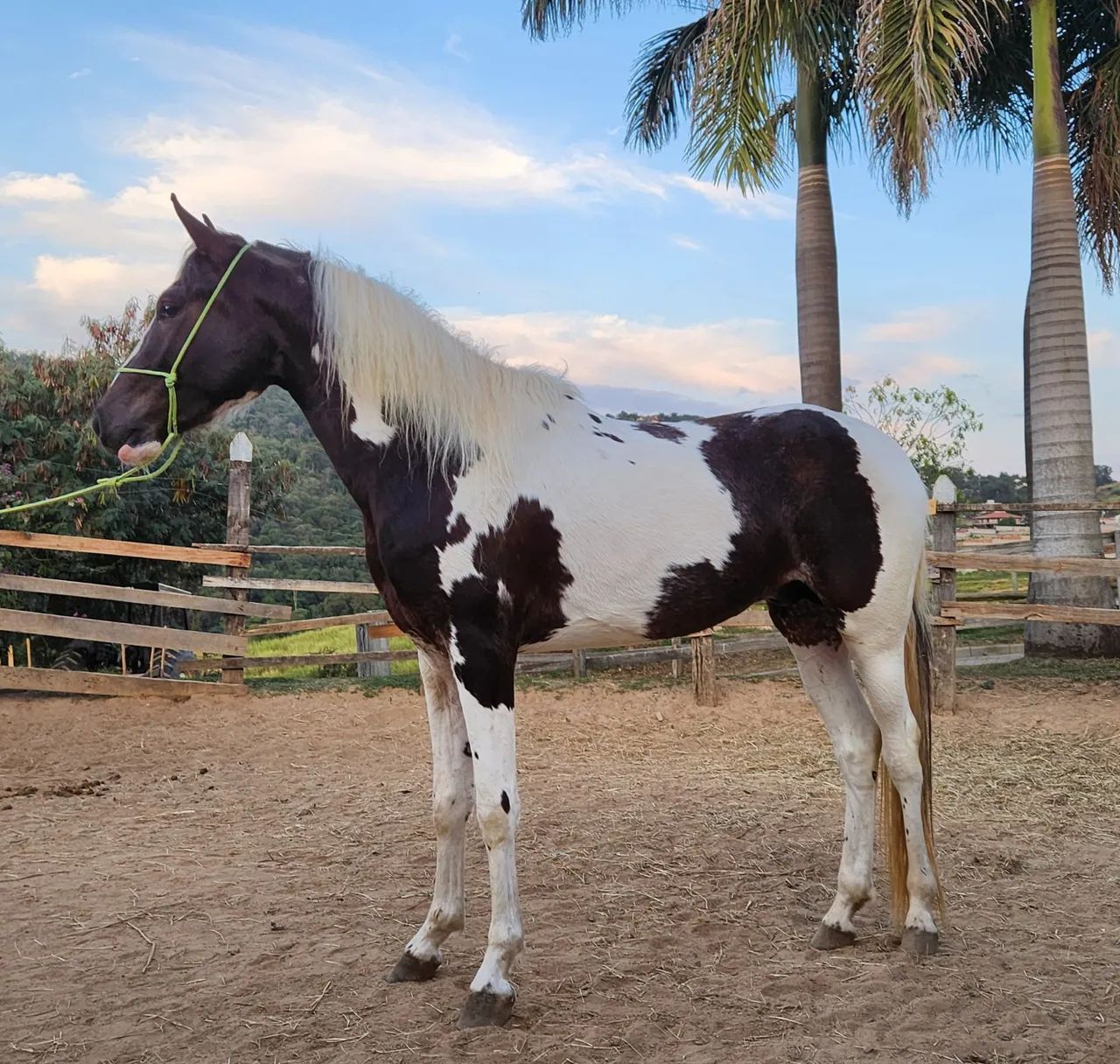 Lindo Potro Mangalarga Pampa - Foto 5