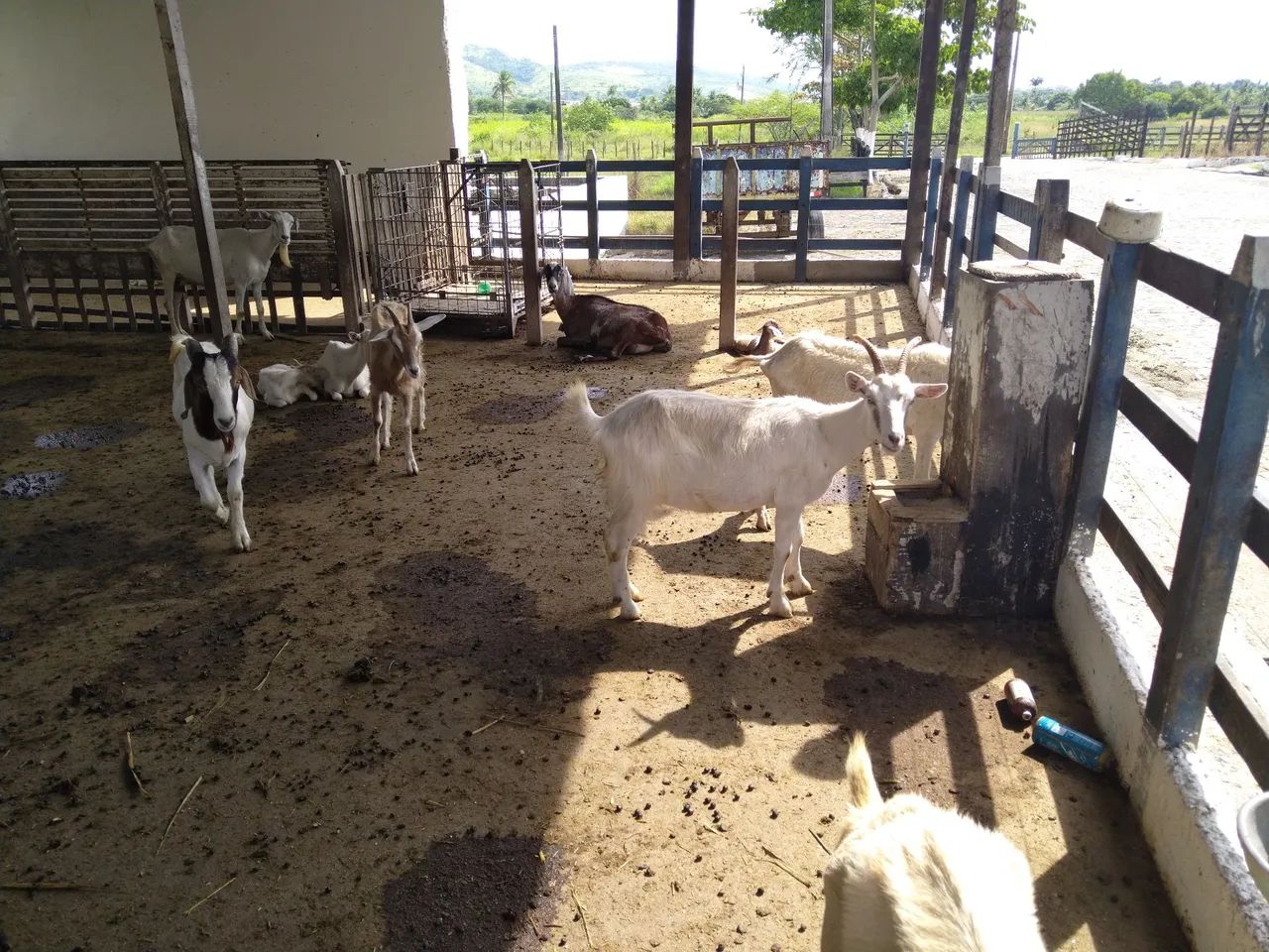 Venda  de ovelhas e cabras - Foto 4