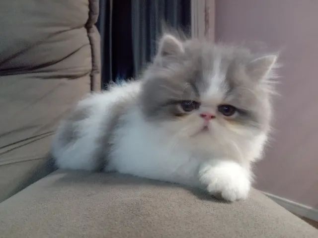 Lindo presente de Natal. Persa macho exótico - Foto 2