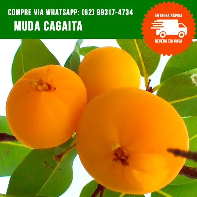 Muda de Cagaita 