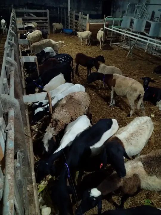 Venda  de ovelhas e cabras - Foto 2
