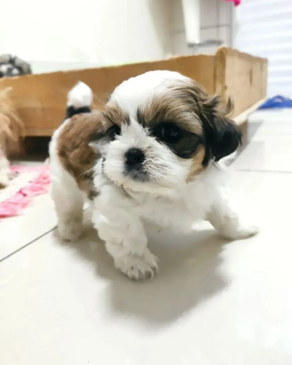 Filhote Shih Tzu