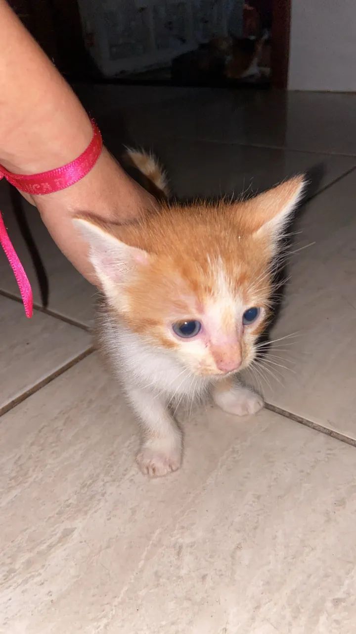 Doação de gatinhos  - Foto 3