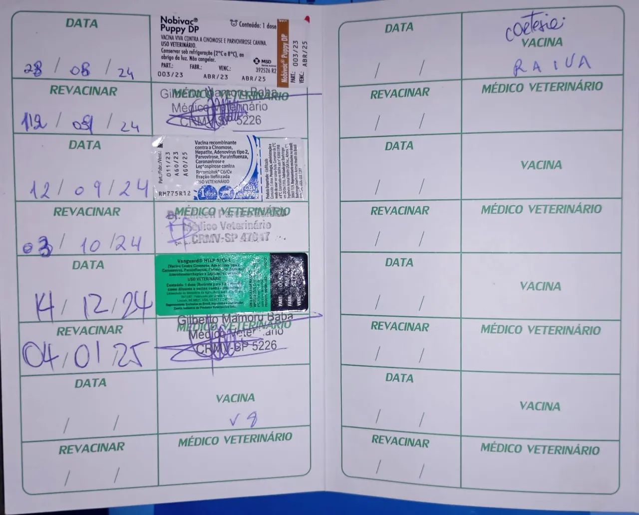 Shitzu Filhote  - Foto 5