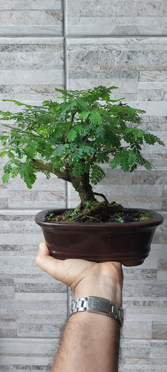 Bonsai de Piteco