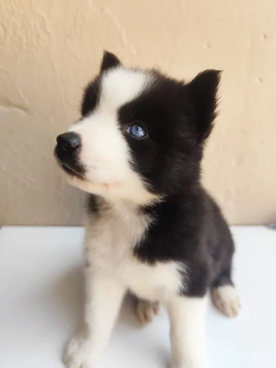 Filhotes de husky siberiano  - Foto 2