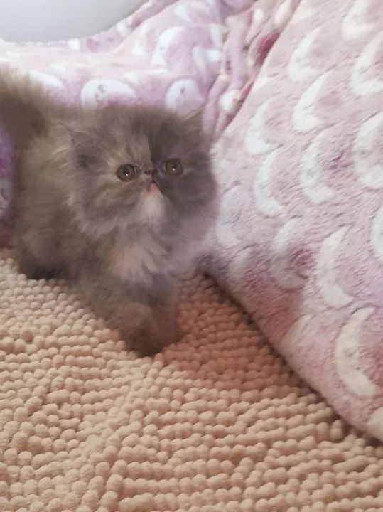 PERSA SHOW Fêmea - Cor BlueTortie - Foto 2